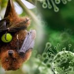 Staying Safe from Nipah Virus Viral Twitter