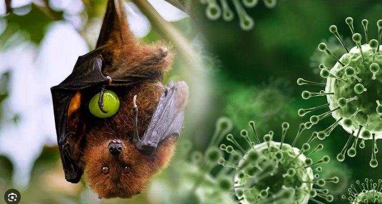 Staying Safe from Nipah Virus Viral Twitter