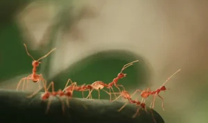 Penyebab Banyak Semut Merah di Rumah yang Mengganggu